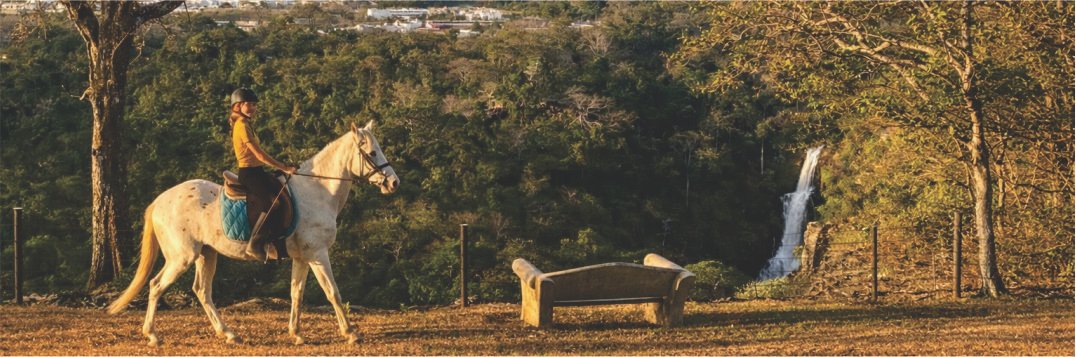 Caballos en el campo