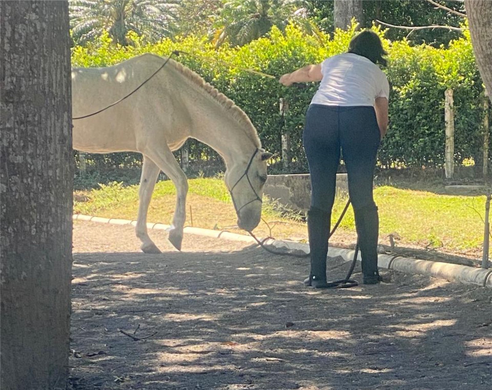 Pareja y caballo en aprendizaje
