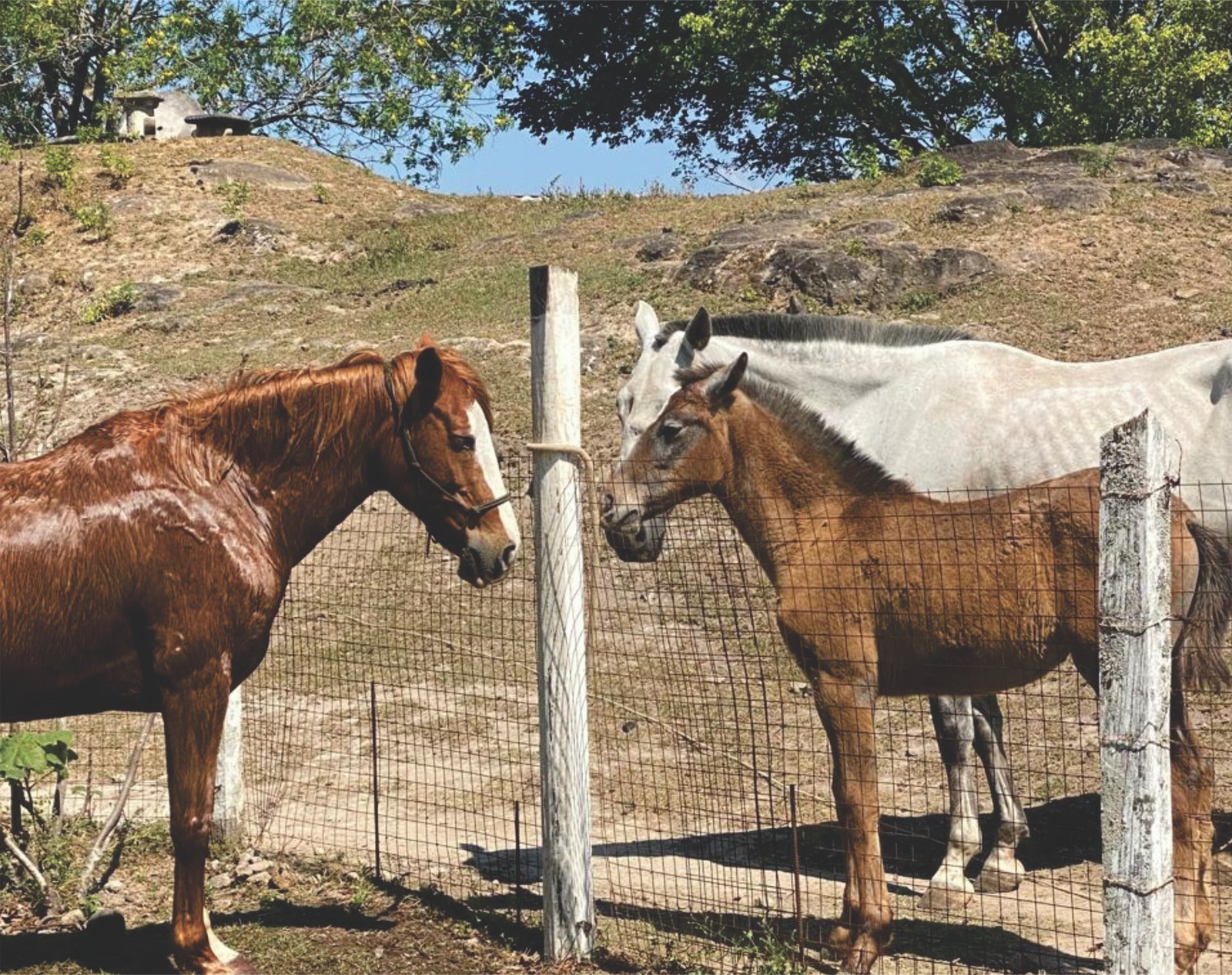 Parejas y familias en sesión con caballos