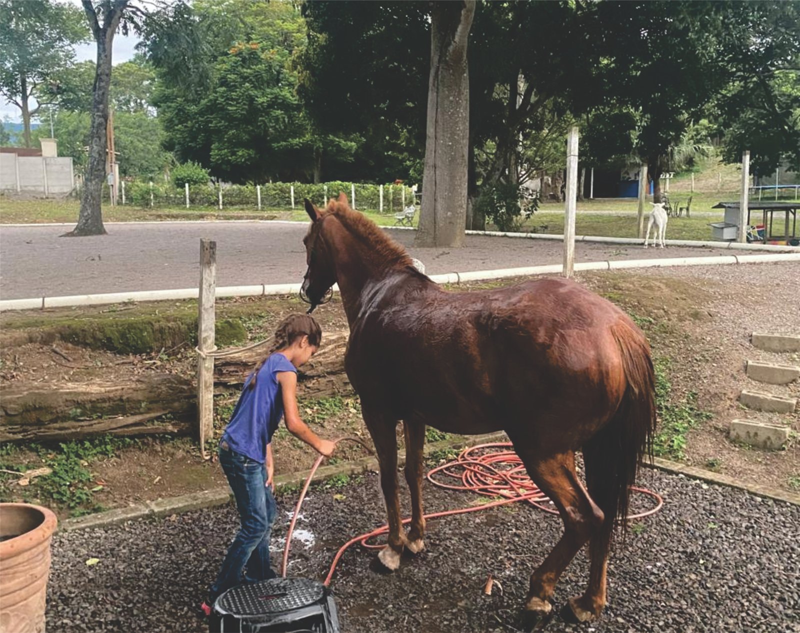 Cuidado y encuadre en sesión con caballos