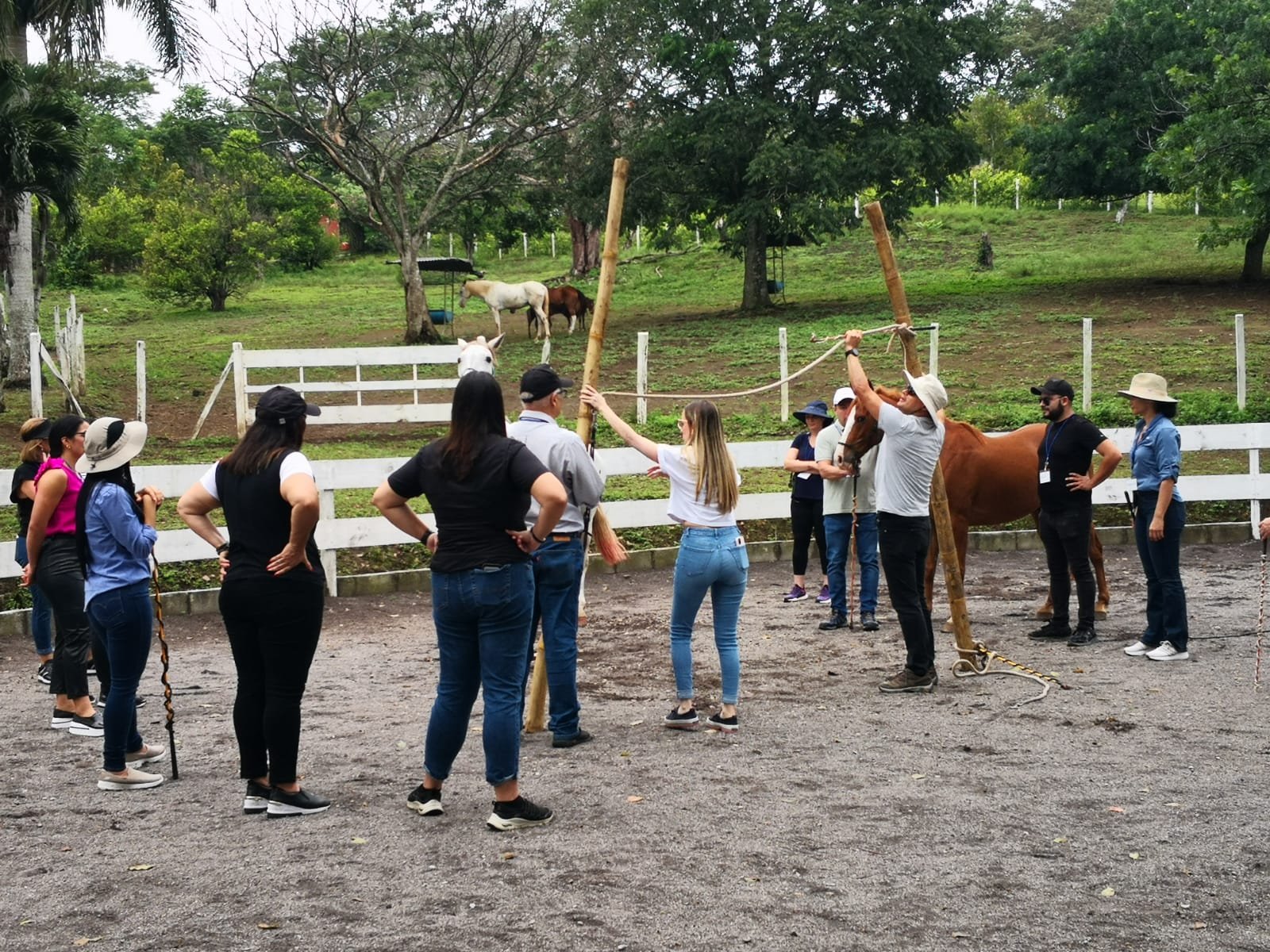 Equipo trabajando con caballos